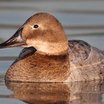 Canvasback
